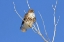 Picture of RED-TAIL HAWK IN TREE
