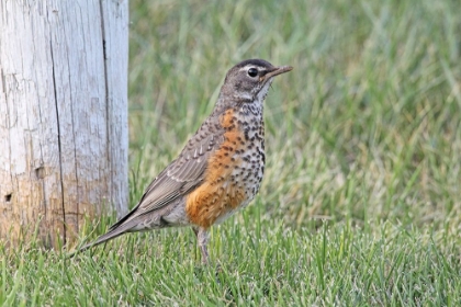 Picture of ROBIN BIRD IN GRASS