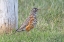 Picture of ROBIN BIRD IN GRASS