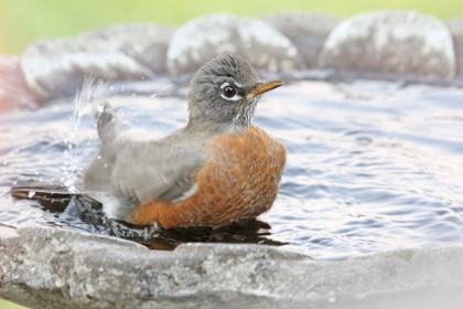 Picture of ROBIN IN BIRD BATH