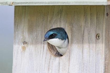 Picture of TREE SWALLOW BIRD IN NESTING BOX