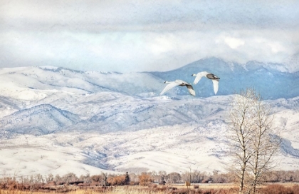 Picture of TRUMPETER SWANS WINTER FLIGHT