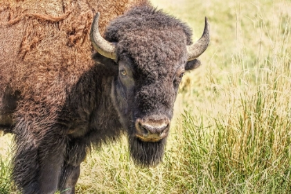 Picture of BUFFALO BISON IN FIELD