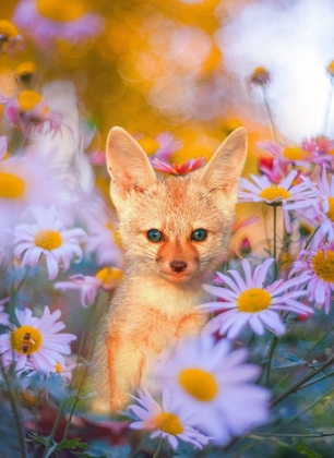 Picture of FOX IN GARDEN