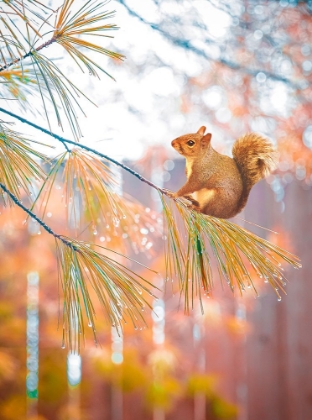 Picture of SQUIRREL BOKEH