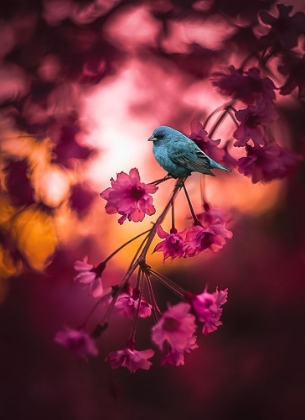 Picture of CHERRY BLOSSOMS