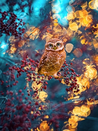 Picture of OWL BOKEH