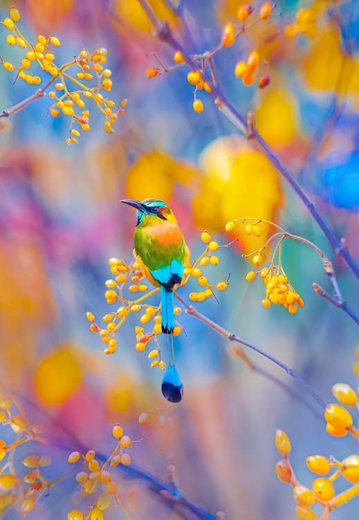 Picture of RAINBOW MOTMOT