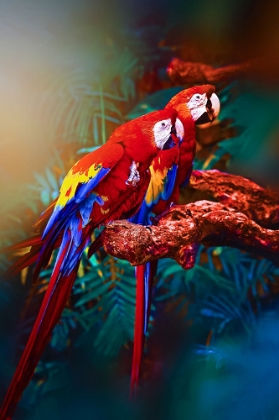 Picture of SOULMATE MACAWS