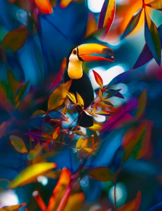 Picture of TOUCAN TROPICS