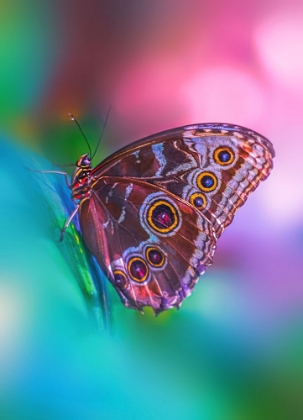 Picture of HAZY BUTTERFLY