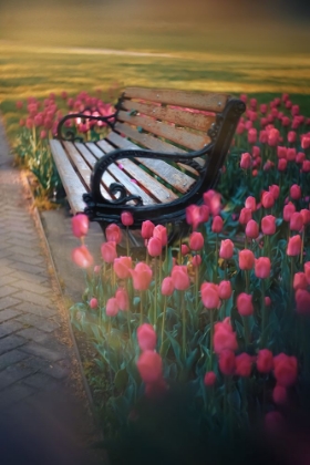 Picture of BENCH OF LOVE