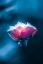 Picture of NEON FANTASY