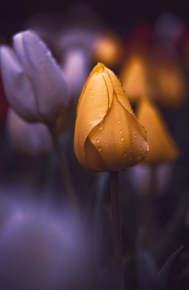 Picture of TULIPS AT DUSK