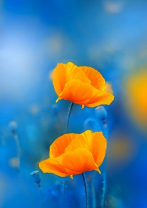 Picture of WILD POPPIES