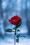 Picture of WINTER ROSE