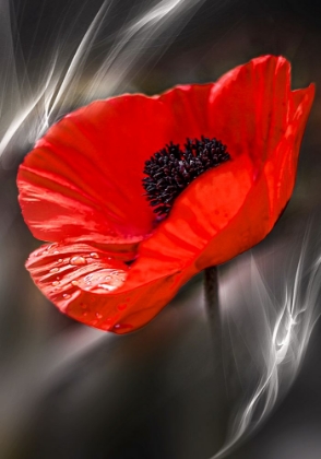 Picture of BLACK AND WHITE POPPY