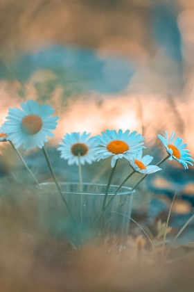 Picture of BLUE DAISIES