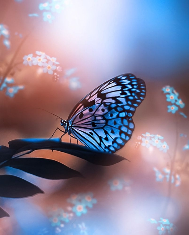Picture of BUTTERFLY MEMORY