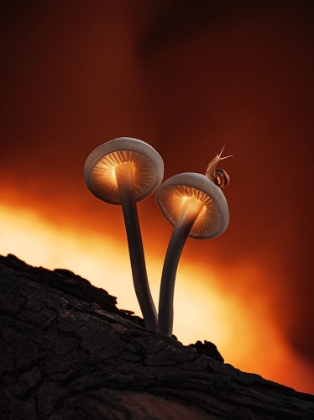 Picture of FIERY MUSHROOMS