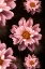 Picture of FLORAL PATTERN