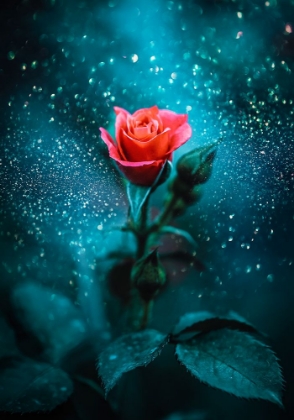 Picture of GLITTERING ROSE