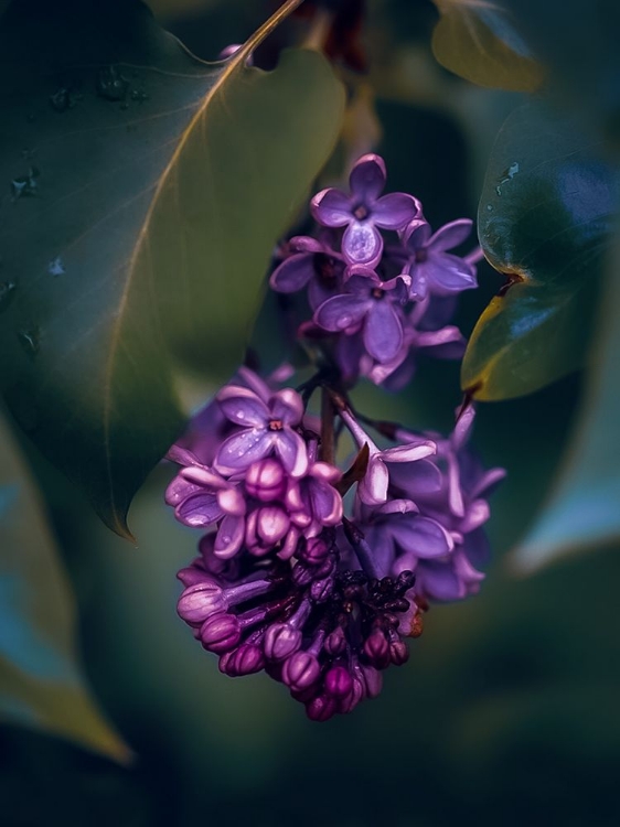 Picture of LILACS AT DUSK