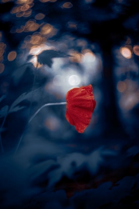 Picture of NIGHT OF THE POPPY