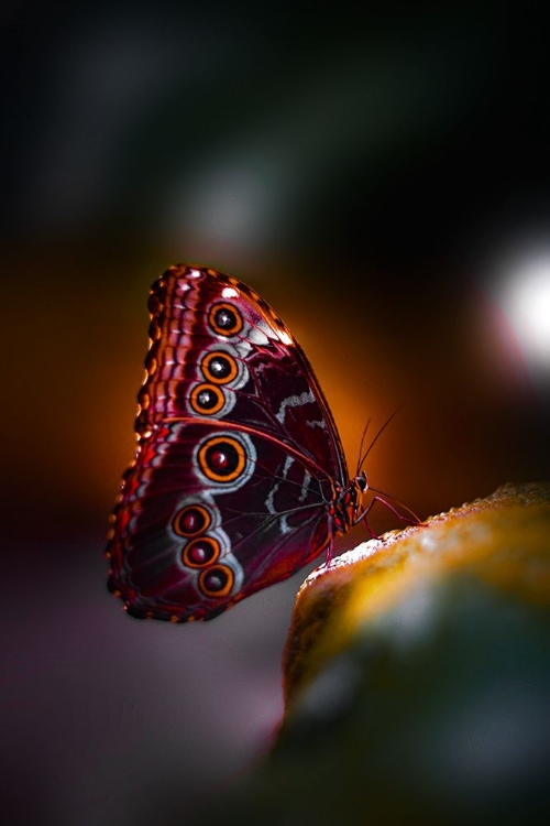 Picture of OWL WINGS