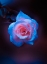 Picture of ROSE DROPS