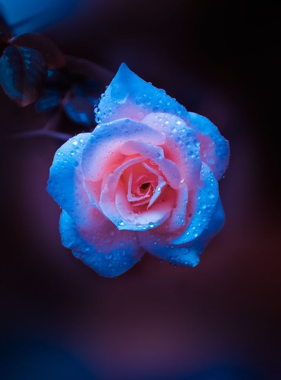 Picture of ROSE DROPS