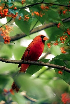 Picture of THE CARDINAL