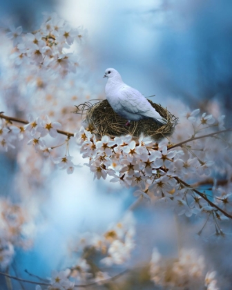 Picture of THE DOVE