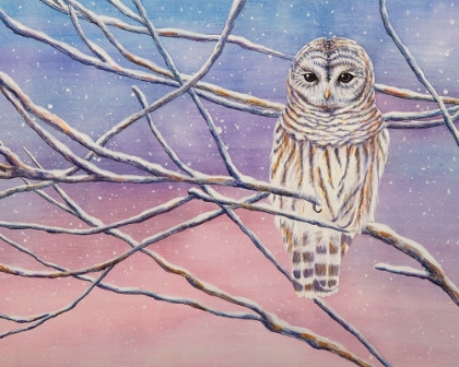 Picture of SNOWY BARRED OWL