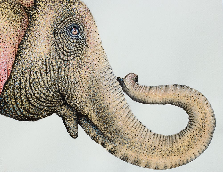 Picture of SPOTTED ASIAN ELEPHANT 2