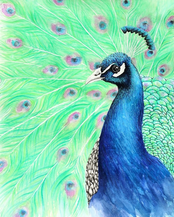 Picture of MR. PEACOCK