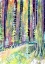 Picture of REDWOODS ROAD TRIP