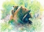 Picture of MOTHER GRIZZLY BEAR