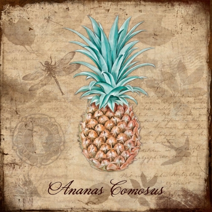 Picture of ANANAS COMOSUS