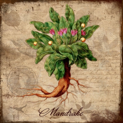 Picture of MANDRAKE