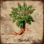 Picture of MANDRAKE