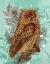 Picture of SNOWY OWL