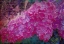 Picture of VINTAGE LILACS