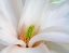 Picture of MAGNOLIACEAE