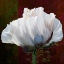 Picture of COQUELICOT EN ROUGE