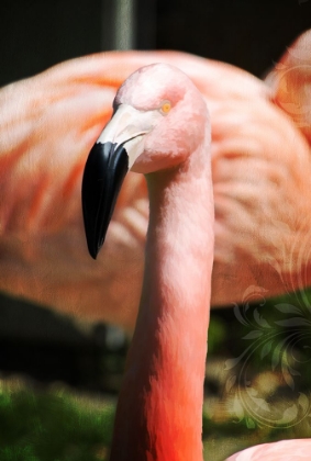 Picture of PINK FLAMINGO II