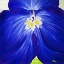 Picture of DELPHINIUM