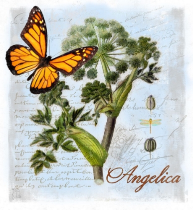 Picture of ANGELICA HERB