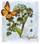 Picture of ANGELICA HERB