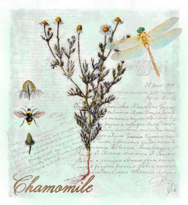 Picture of CHAMOMILE HERB